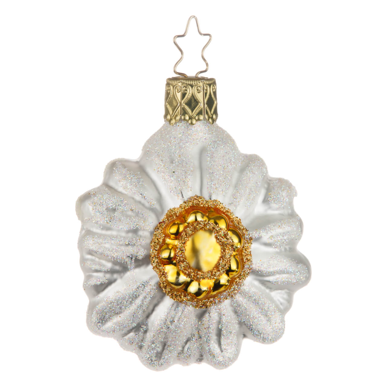 21-4363-2-Edelweiss-1 Stella alpina
